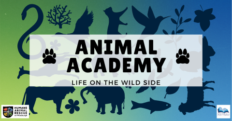 Colorful shadows of animals with the text "Animal Academy"